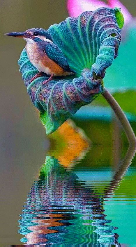 Hummingbird
